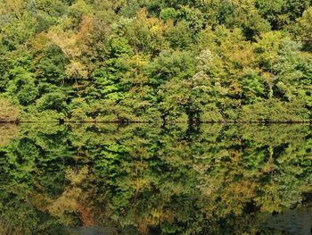 Scenic view of forest