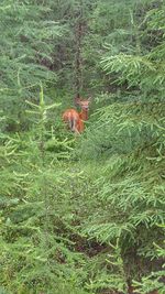 Plants on grassy field in forest