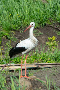 Bird perching on field