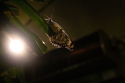 Close-up of butterfly