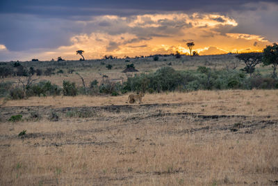 Lion in the sunset in masai mara national park