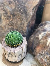 High angle view of succulent plant on rock