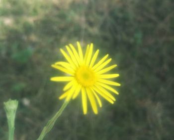 Close-up of yellow flower on field