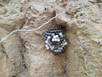 Close-up of a reptile on rock