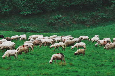 Flock of sheep grazing in field