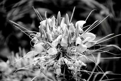 Close-up of flowering plant