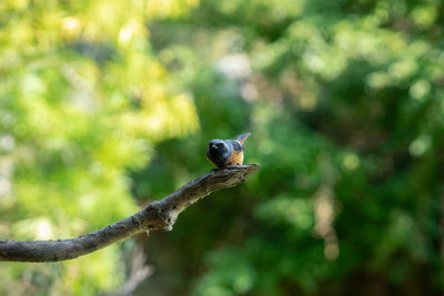 Bird perching on a branch