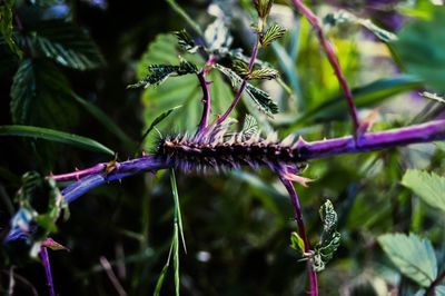 Close-up of insect on plant