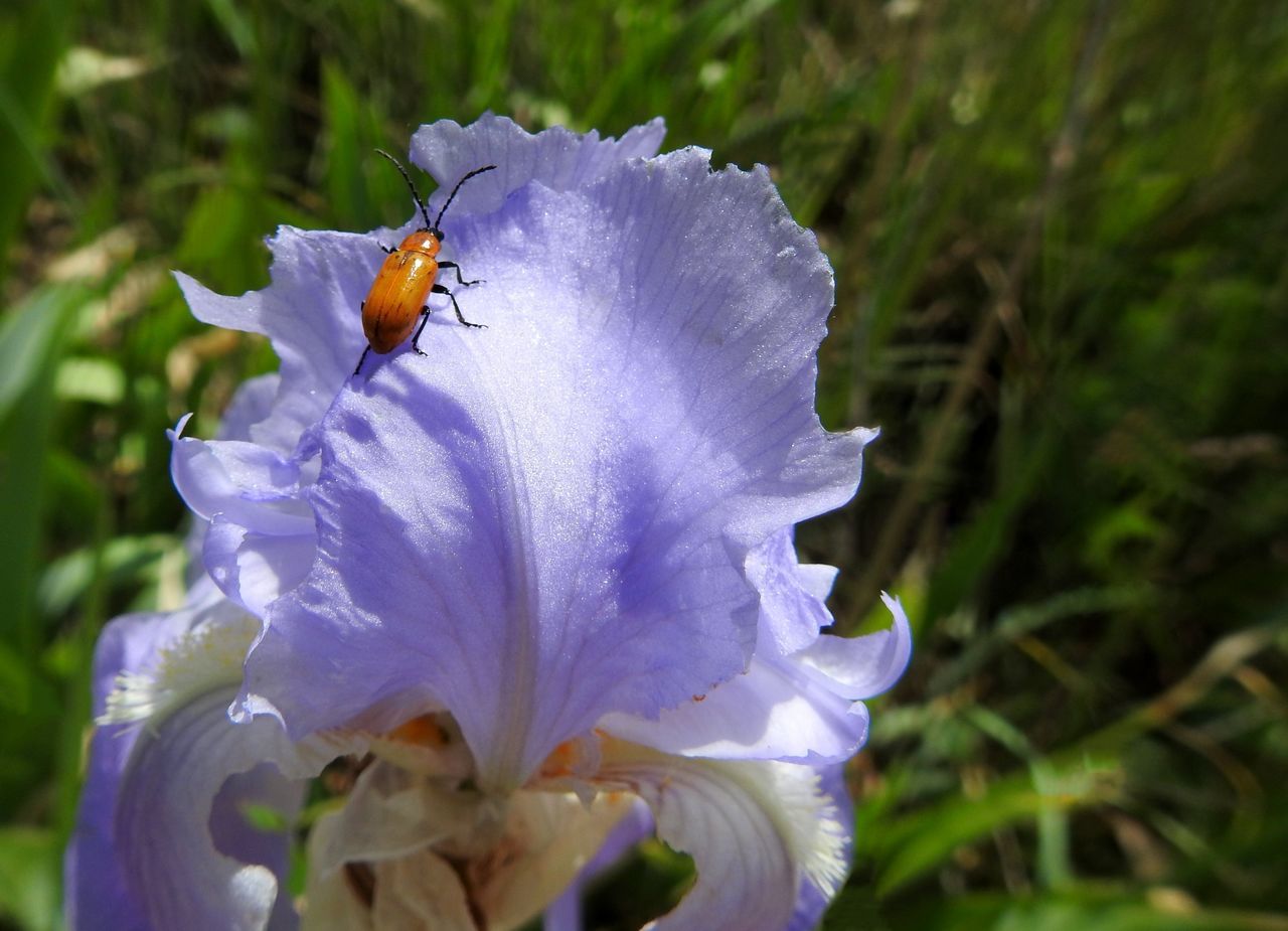 CLOSE-UP OF HONEY BEE ON PURPLE FLOWER