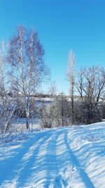 Bare trees on field against clear blue sky