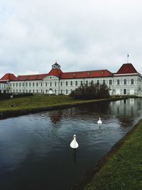 Swan by lake against sky