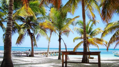 View of palm trees on beach