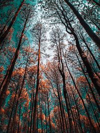 Low angle view of trees in forest