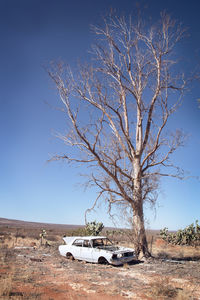 Bare tree on field against sky