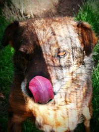 Close-up of dog sticking out tongue