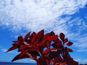 Low angle view of red flowering plant against blue sky