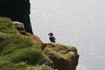 Bird sitting on rock by water