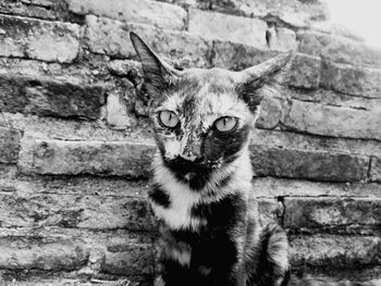 Portrait of cat against brick wall