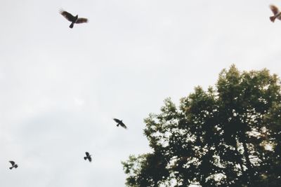 Low angle view of birds flying in sky
