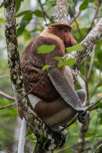 Close-up of tree sitting on branch