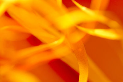 Extreme close-up of orange flower