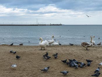 Flock of seagulls on beach