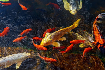 Koi carps swimming in sea