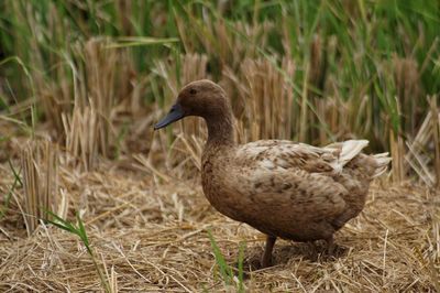 Close-up of duck on field