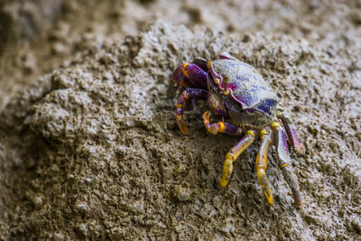 Close-up of insect on rock