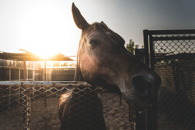 Close-up of a horse against fence at sunset