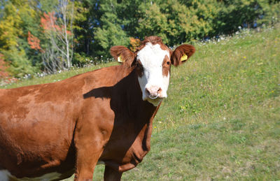 Portrait of cow on field