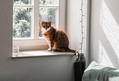 Portrait of cat on wall