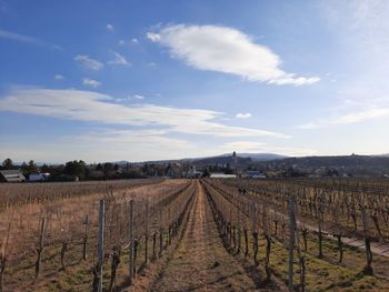 Scenic view of vineyard against sky