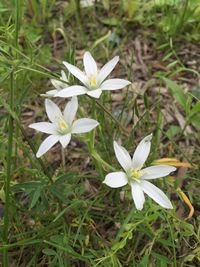 Close-up of white flowers blooming in field