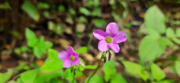 Close-up of purple flowering plant