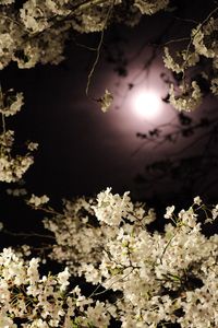 Close-up of cherry blossom against sky