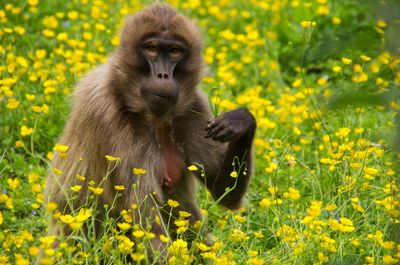Portrait of monkey amidst flowering plants on field