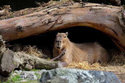 Capybara under a tree trunk