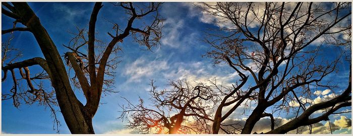 Low angle view of bare tree against cloudy sky