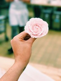 Close-up of hand holding pink rose