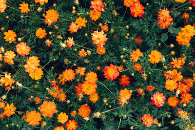 Directly above view of orange flowers blooming outdoors