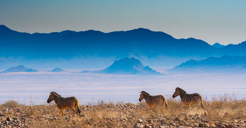 A family of zebras at etosha national park