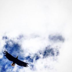 Low angle view of birds flying in sky