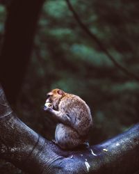 Squirrel sitting on tree in forest