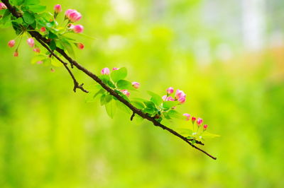 Close-up of pink flowering plant
