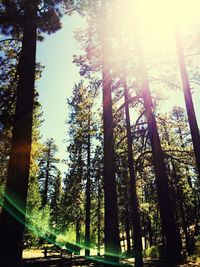 Trees in forest