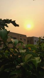 Plants against sky at sunset