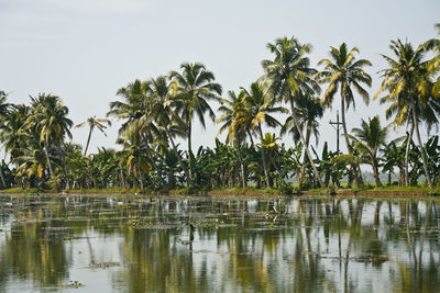 Palm trees by lake against sky