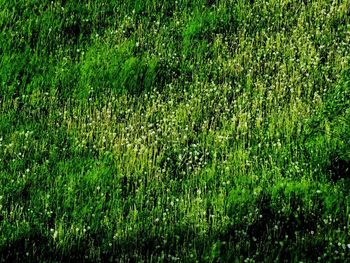 Full frame shot of grass on field