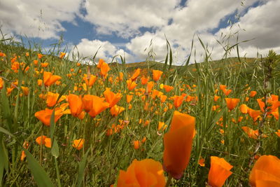 Close-up of orange flowering plants on field against sky